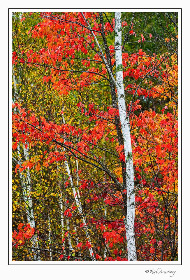 fall color 1 srgb.jpg